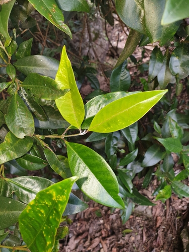 Backhousia subargentea (C.T.White) M.G.Harr.