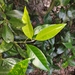 Backhousia subargentea - Photo (c) Luis Webber, kaikki oikeudet pidätetään, lähettänyt Luis Webber