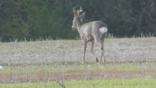 Western Roe Deer