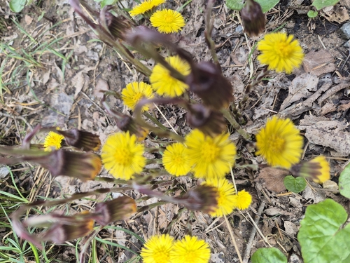 colt's-foot