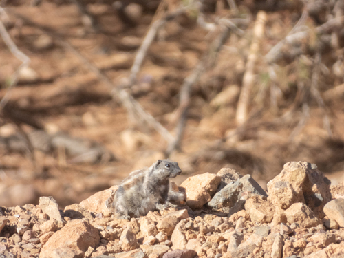 Barbary Ground Squirrel