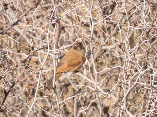 House Bunting