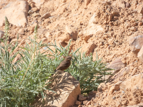 Oenanthe leucura riggenbachi