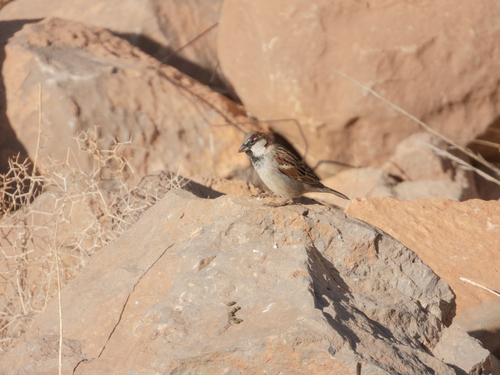 North-west African House Sparrow
