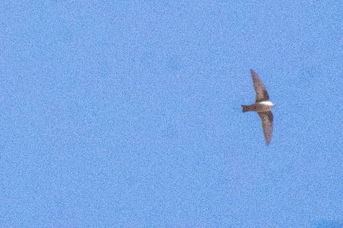 Eurasian Crag-Martin