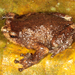 Malayan Treehole Frog - Photo (c) Paul Freed, all rights reserved, uploaded by Paul Freed