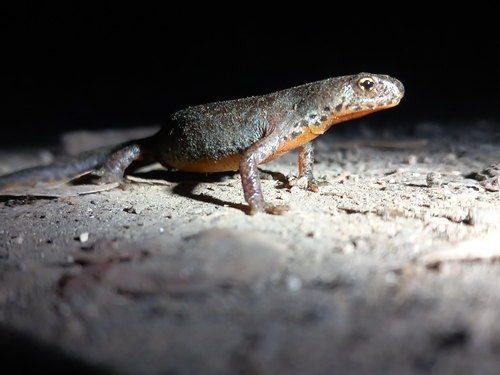 Alpine Newt