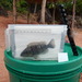 Jabarichromis pfefferi - Photo (c) Hubert Szczygieł, כל הזכויות שמורות, הועלה על ידי Hubert Szczygieł