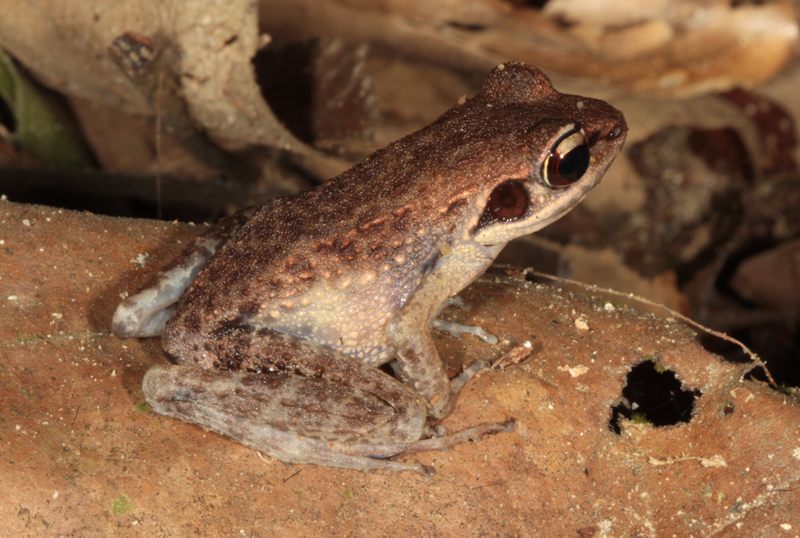 Side-spotted Swamp Frog (Hylarana laterimaculata)