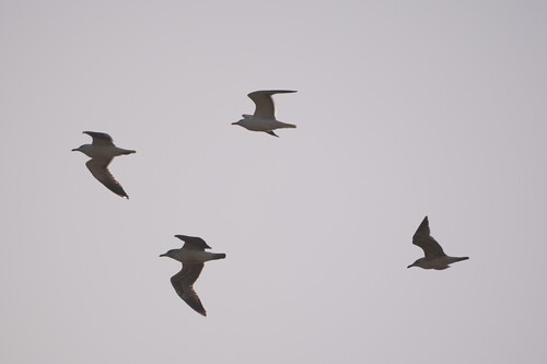 Avistamiento Gaviota Dorsinegra Menor