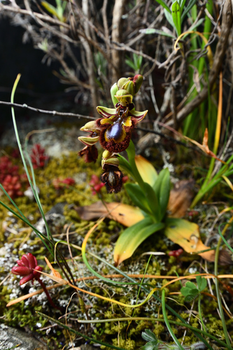 Mirror orchid