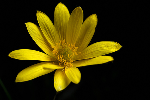 Palmate Anemone