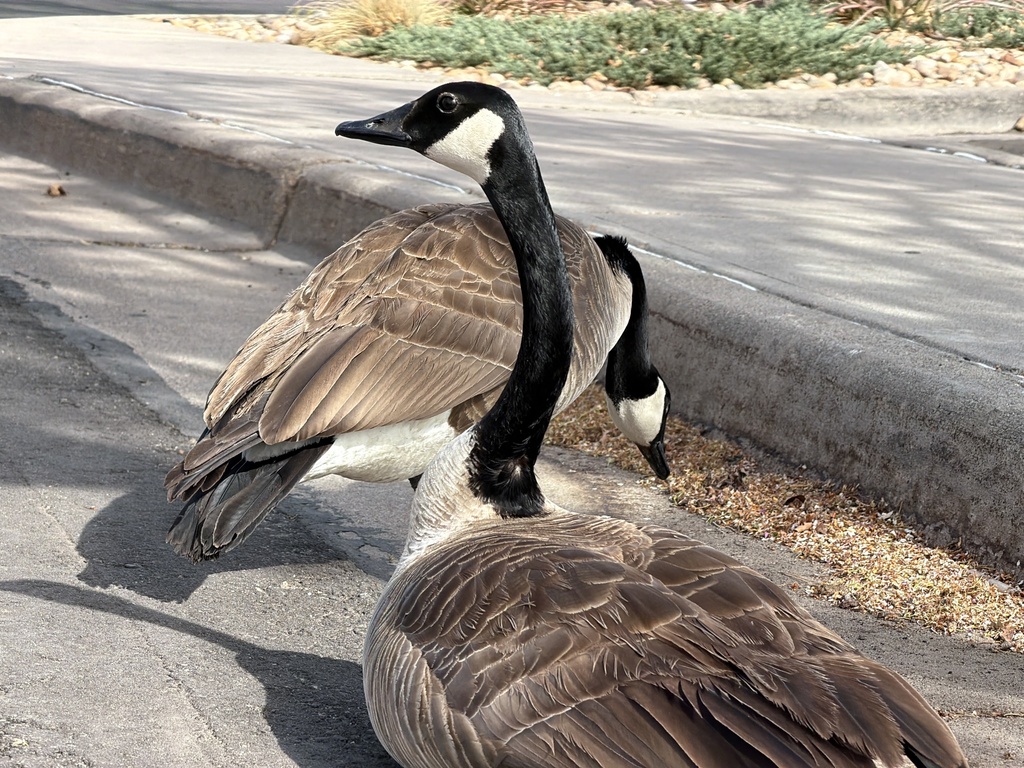 Canada Goose from Broomfield City And County Building, Broomfield, CO ...