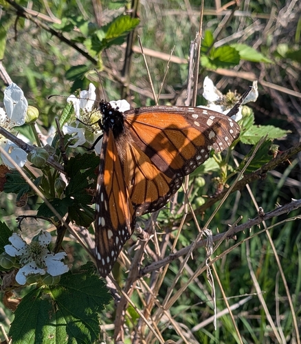 Monarch