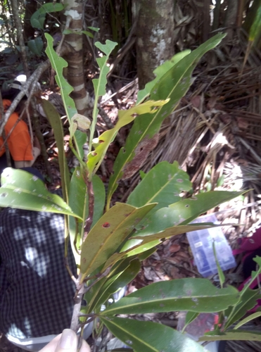 Uapaca littoralis