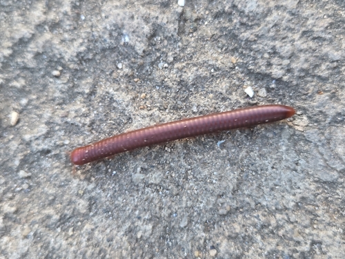Rusty Millipede