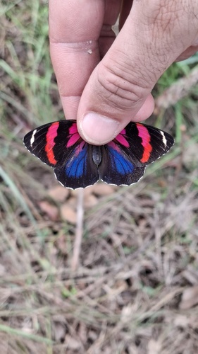 eighty butterfly