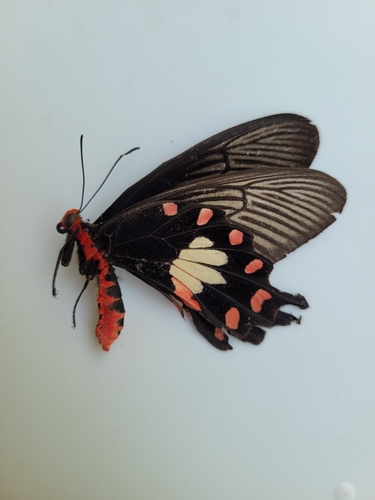 Common Rose Swallowtail
