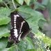 Papilio canopus - Photo (c) Donna Schakelaar, όλα τα δικαιώματα διατηρούνται, uploaded by Donna Schakelaar