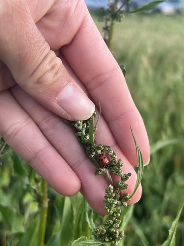 iNaturalist observation photo of Convergent Lady Beetle