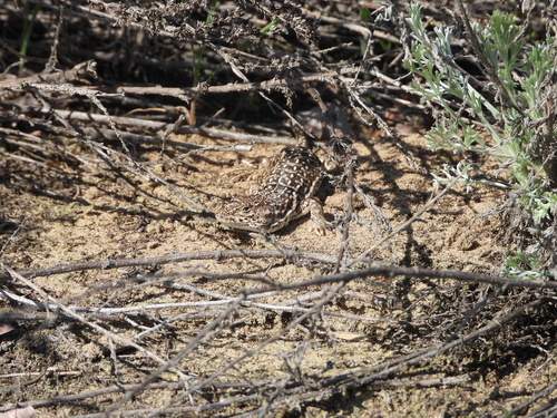 Eremias arguta deserti