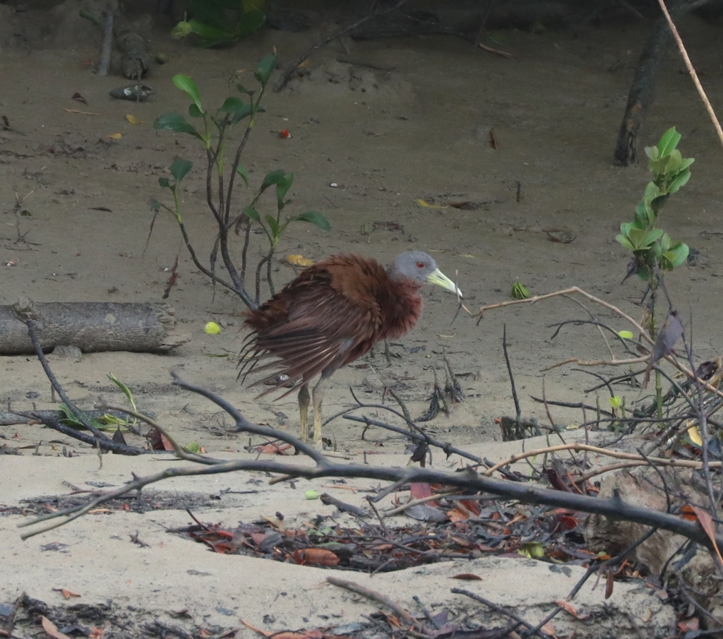Australian Chestnut Rail from Lee Point-Leanyer Swamp, AU-NT, AU on ...