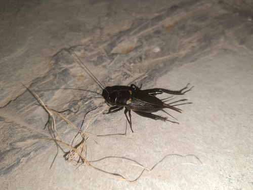 Southern Field Cricket