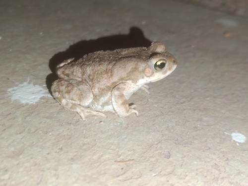 Indus Valley Toad