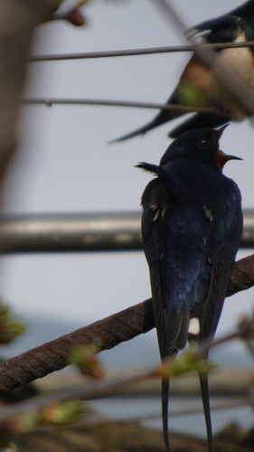 Barn Swallow
