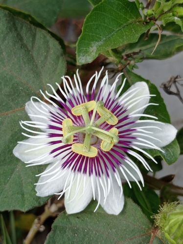 Orangefruit Passionflower