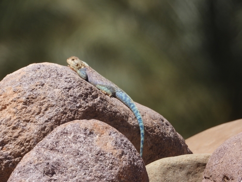 Bibron's Agama