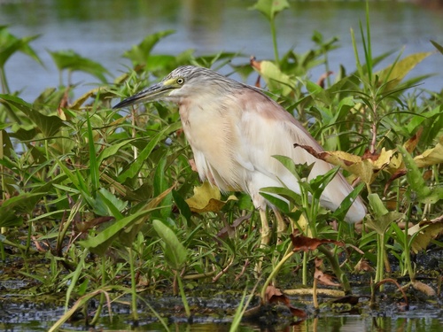 Squacco Heron