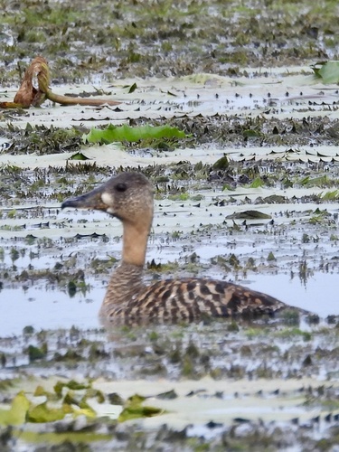 White-backed Duck
