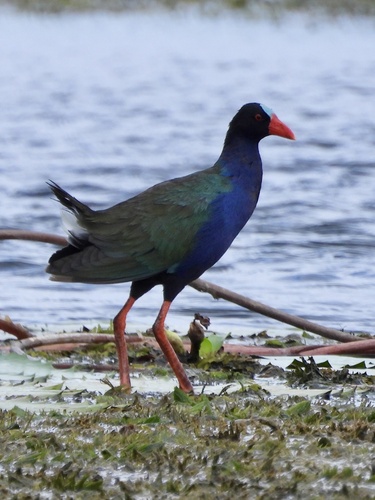 Allen's Gallinule