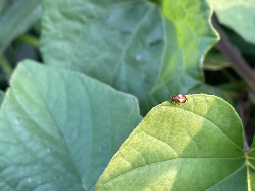 Monolepta signata