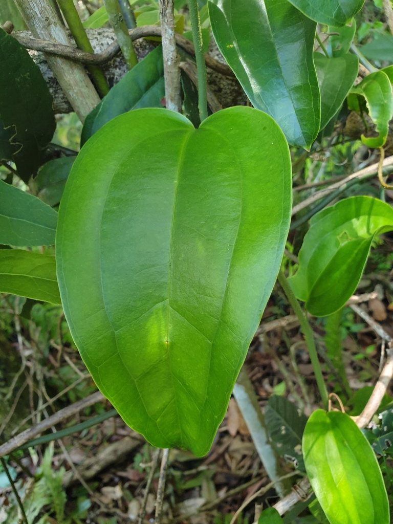 Briers Definition greenbriers from Eviron NSW 2484, Australia on February 16, 2020 at 12: ...