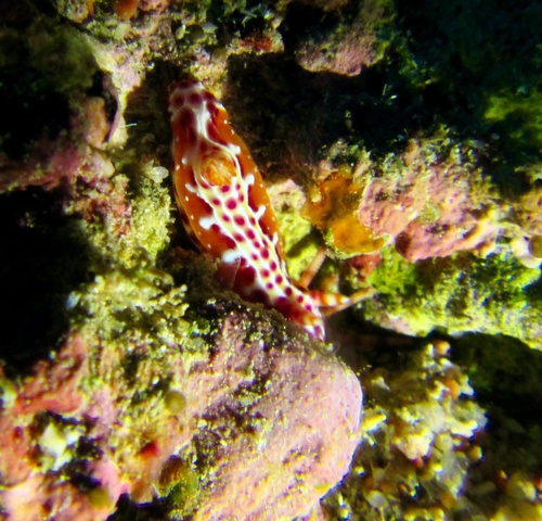 Hypselodoris yarae