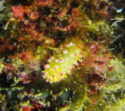 Cadlinella ornatissima — seen at this dive site