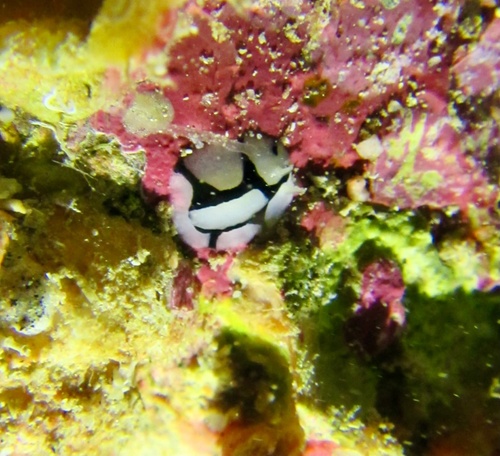 Phyllidiopsis dautzenbergi