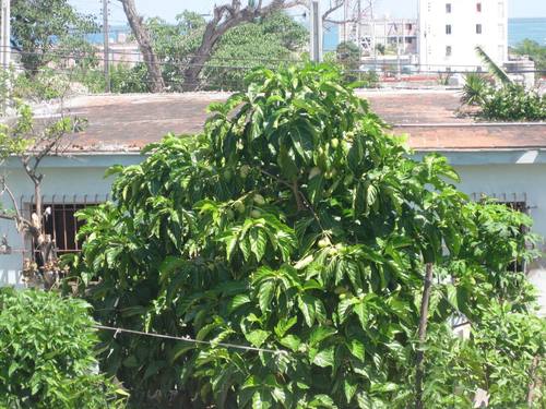 Noni