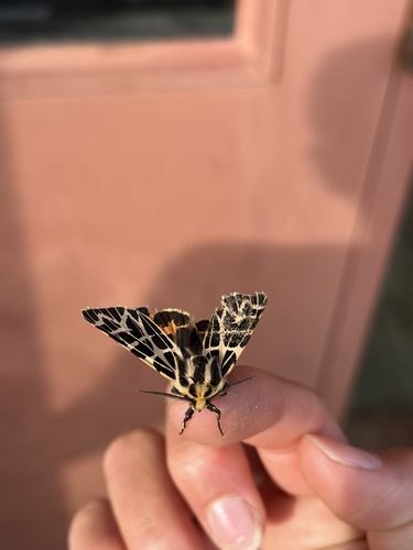 iNaturalist observation photo of Ornate Tiger Moth