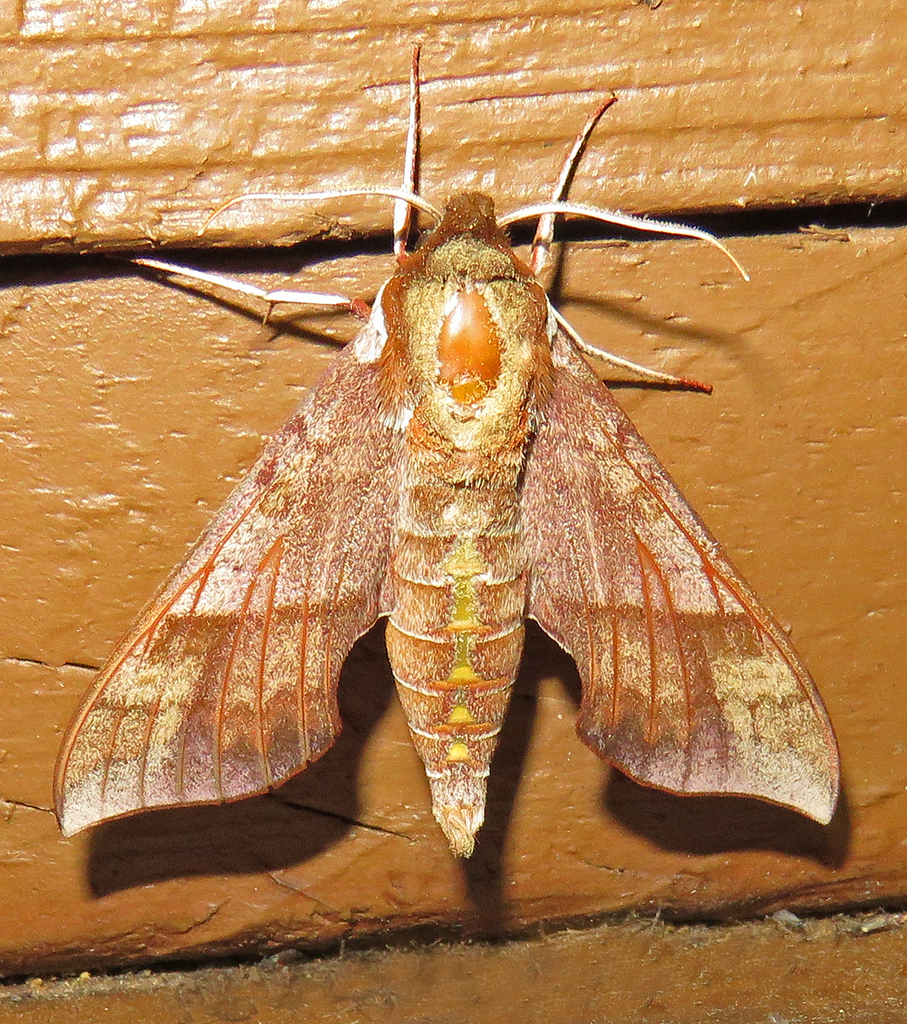 Azalea Sphinx from Fentress County, TN, USA on April 8, 2026 at 08:40 ...