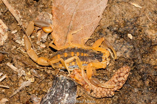 Striped Bark Scorpion