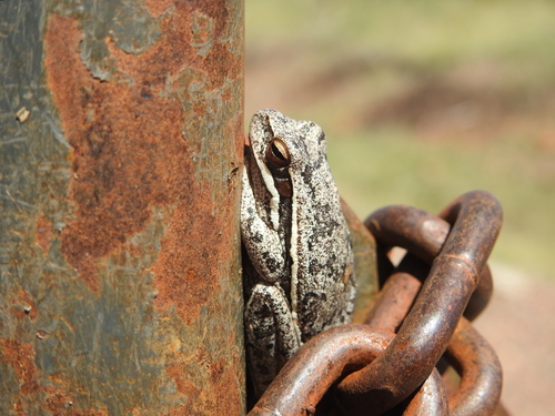 Montevideo Tree Frog