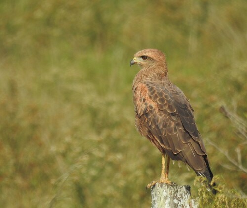 Savanna Hawk