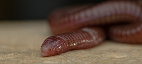 Central Iberian Worm Lizard