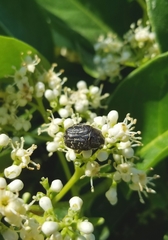 Euphoria sepulcralis image