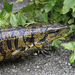 Cryptic Golden Tegu - Photo (c) Bill Hubick, all rights reserved, uploaded by Bill Hubick