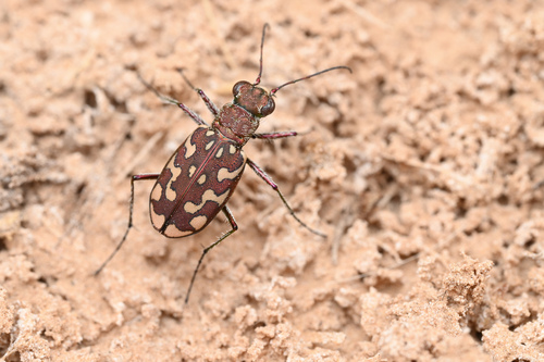 Lophyra flexuosa