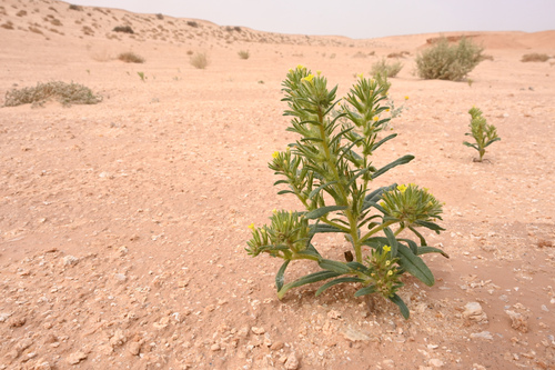 Arnebia decumbens